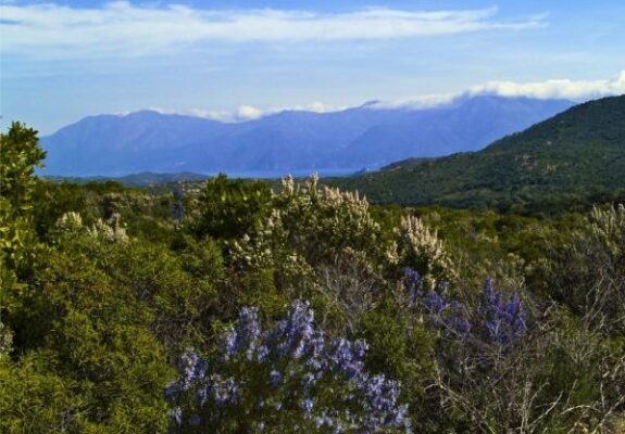 Desert des Agriates, de woestijn van Corsica