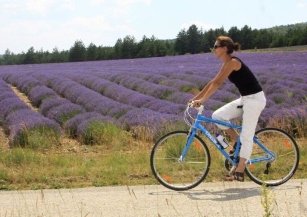 fietsen lavendel provence vaucluse routes