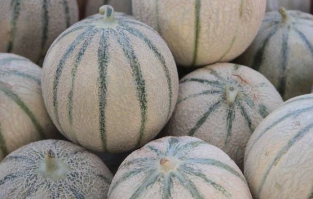 meloenen uit de Provence cavaillon