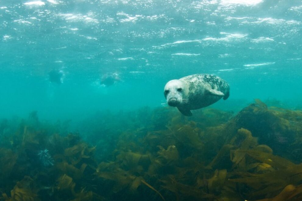 Zwemmen met zeehonden