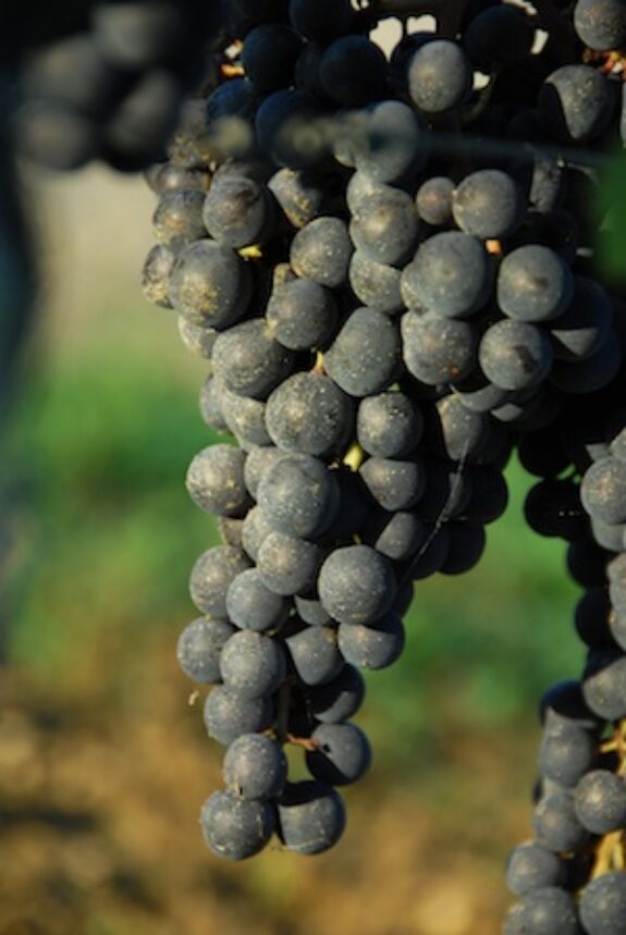 Druiven uit St Emilion