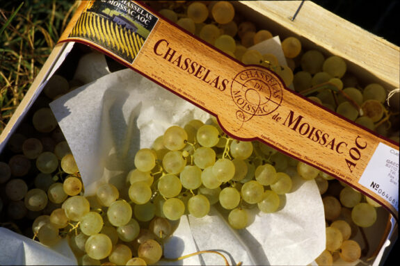 Chasselas de Moissac, Franse merkdruif