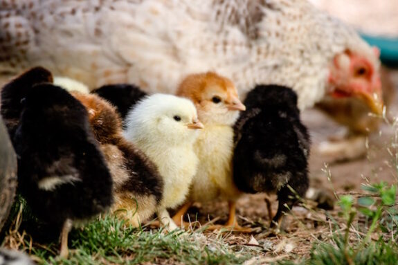 kuikens
