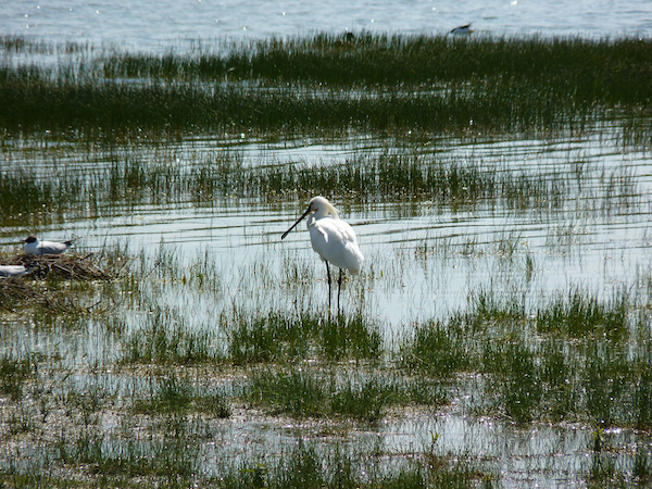 birdwatching-baie-de-somme