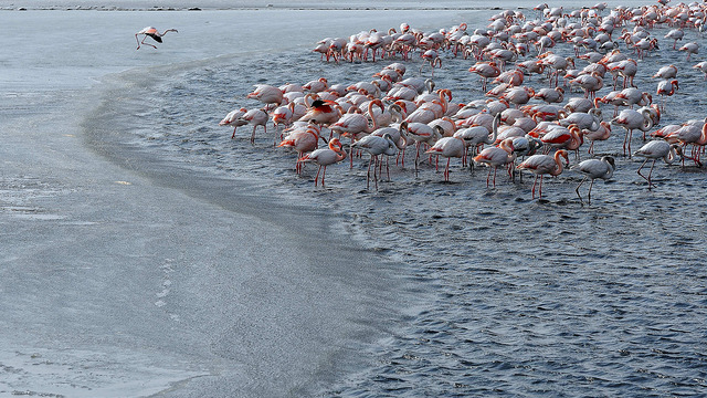 Camargue in de winter flamingo's