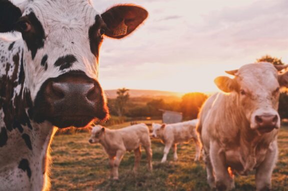 Bourgogne Charolais koeien