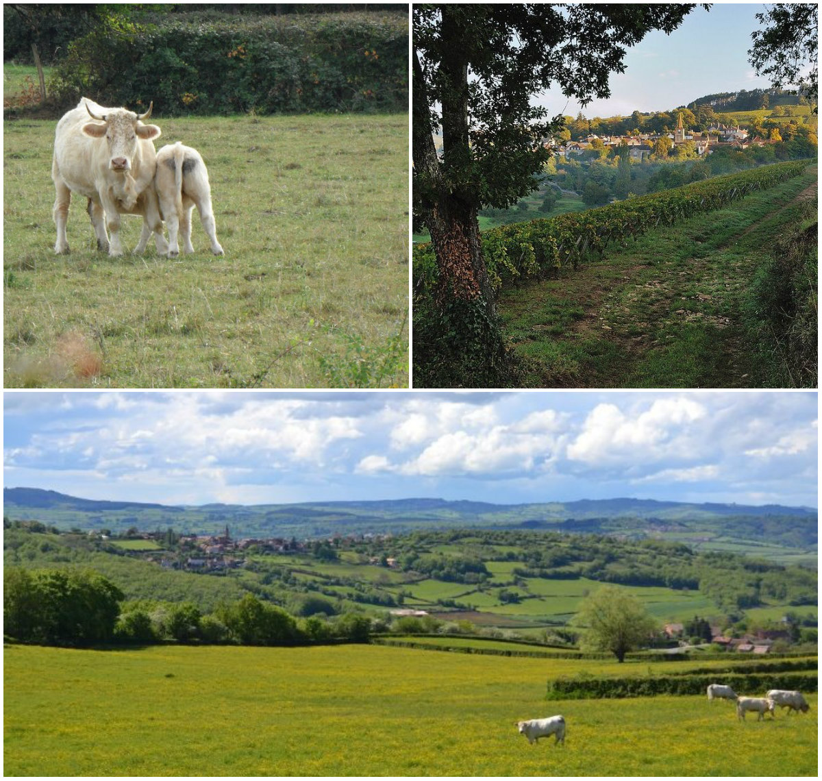 Bourgogne landschappen Charolais, Cluny Macon Cote d Ord