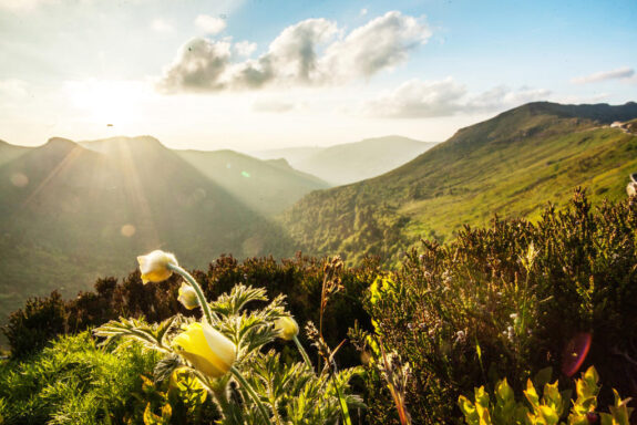 Cantal geberte bloemen wandelen