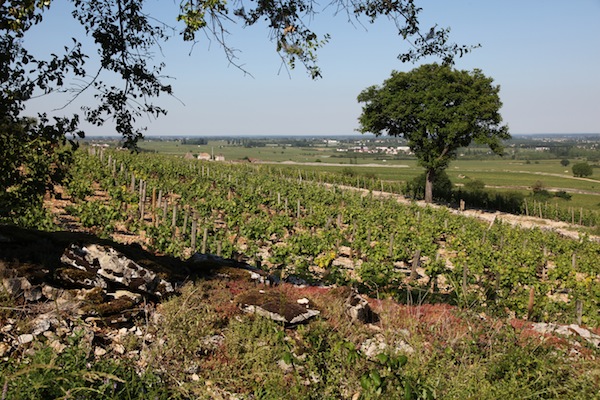 Landschap van de Bourgogne