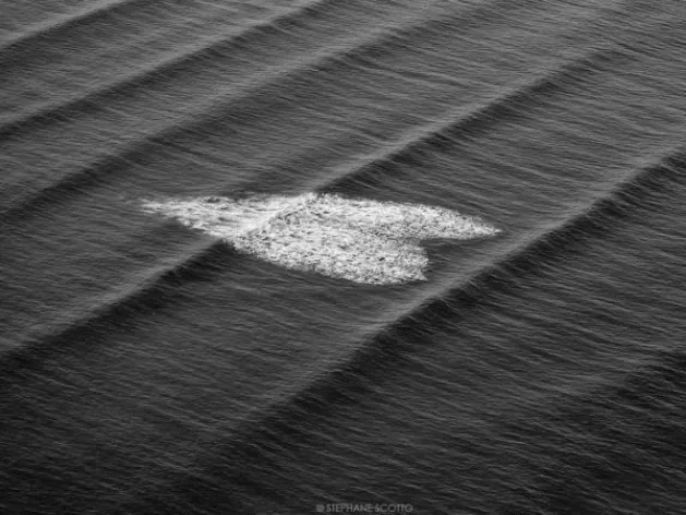 Ocean of Love, spectaculaire foto in de baai van Arcachon