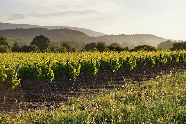 Het mooiste van de Luberon Provence wijngaard