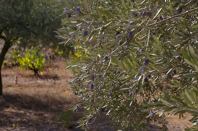 Het mooiste van de Luberon Provence olijven