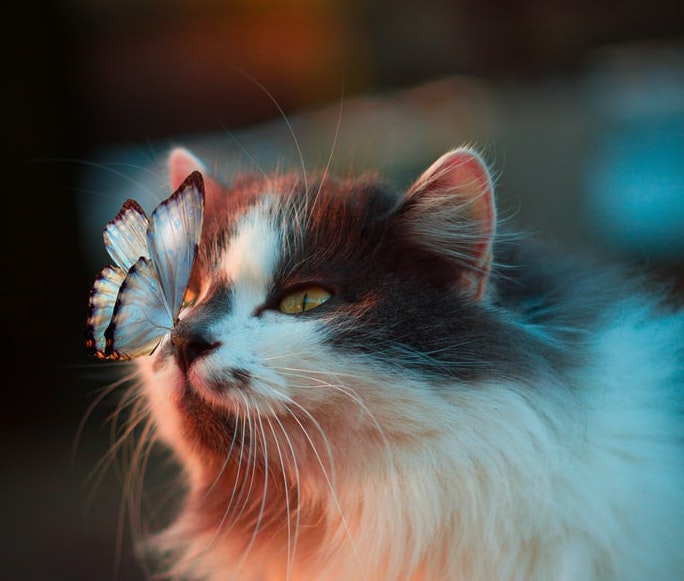 vlinder kat