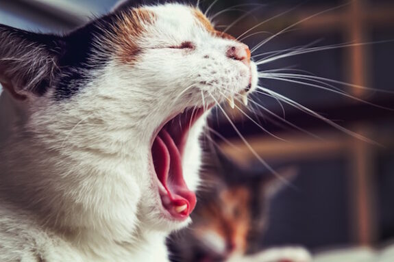 poes moielijk uitspreken