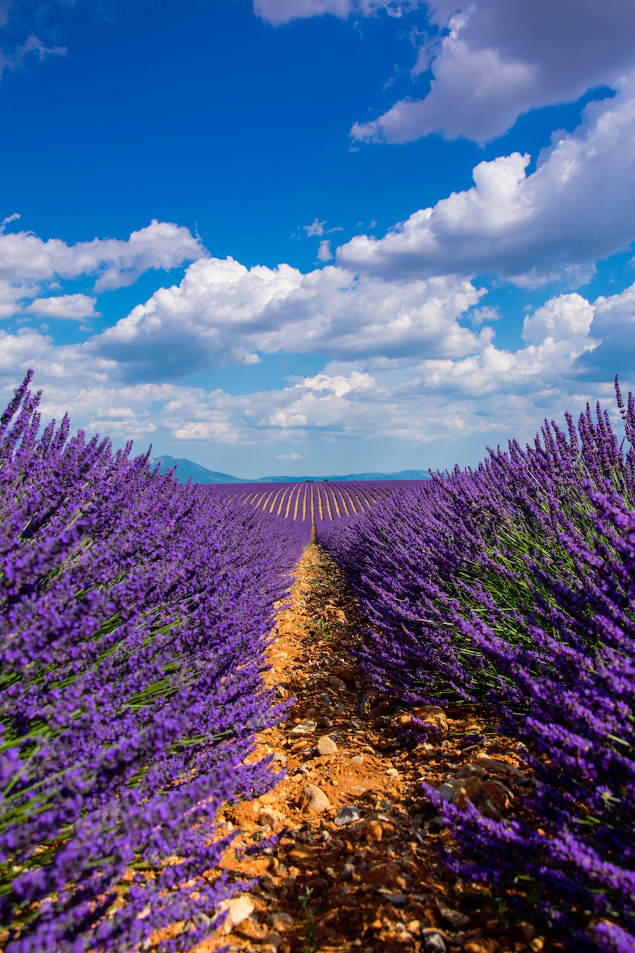 Provence Valensole lavendel