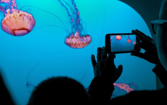 Aquarium van La Rochelle kwallen