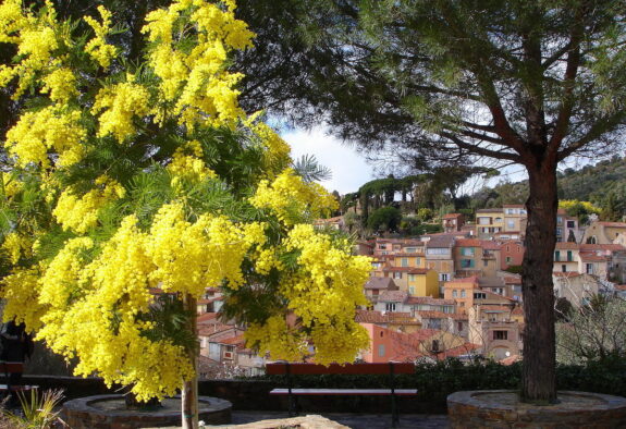Bormes-les-Mimosas Provence