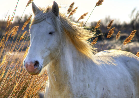 Wilden paarden in de Camargue