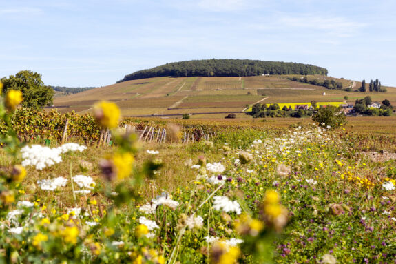 10x Indian summer in de Bourgogne