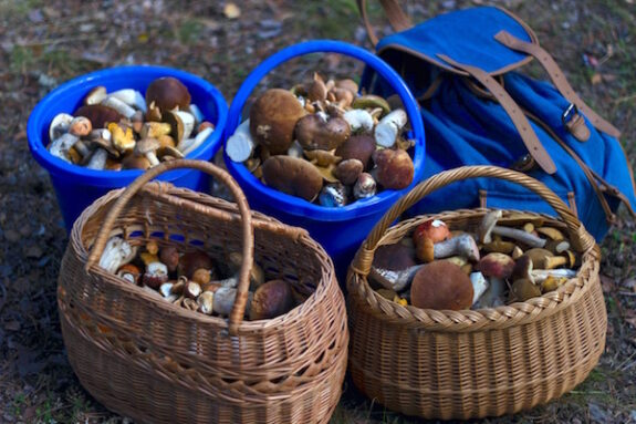 paddenstoelen plukken