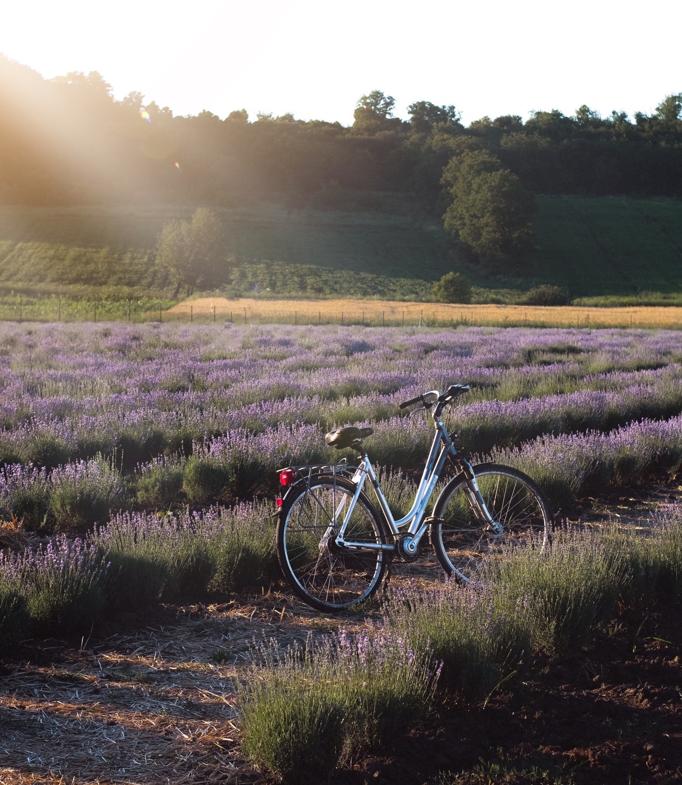 Provence fiets 