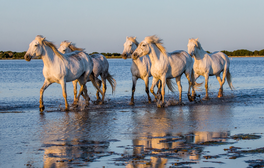 Camargue Pferde