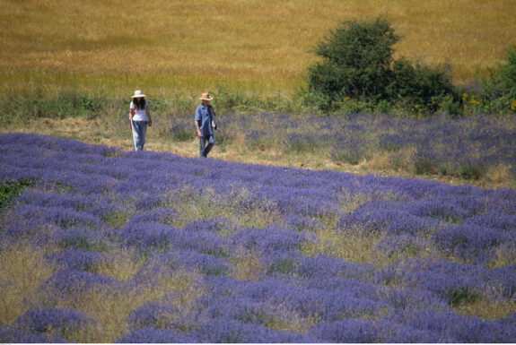 lavendel wandelen Vaucluse