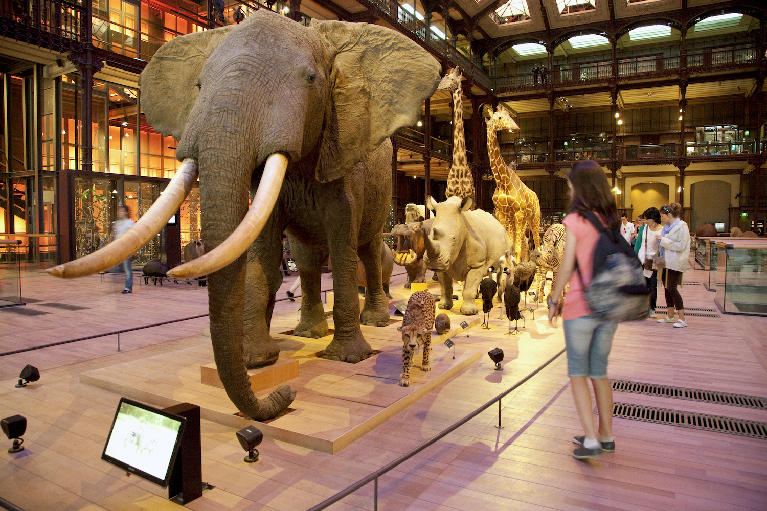 Galerie de l'évolution musée histoire naturelle parijs