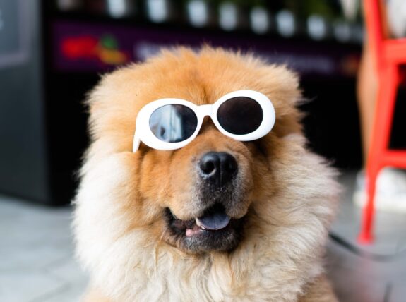 20 grappige Franse uitdrukkingen met dieren
