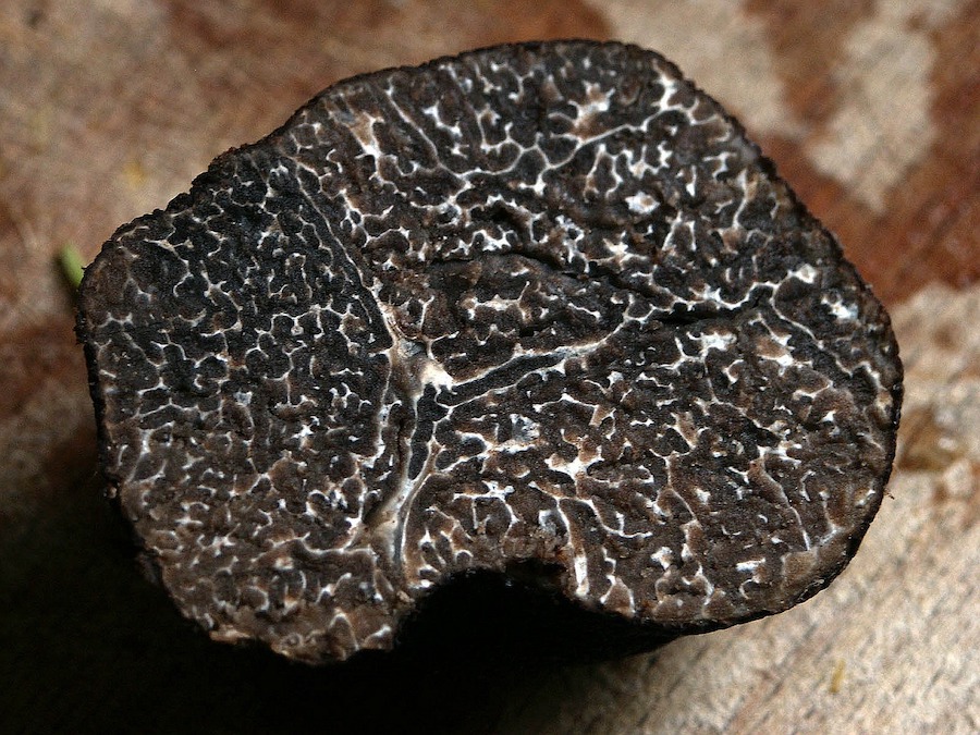 zwarte truffel uit de Quercy