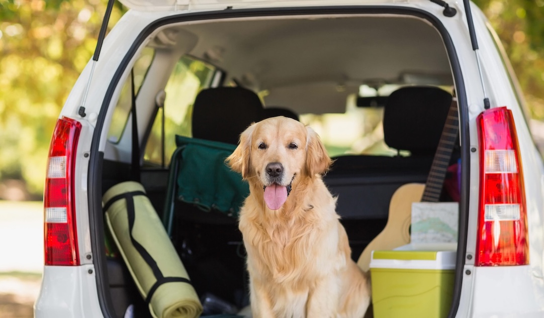 Hond mee naar Frankrijk