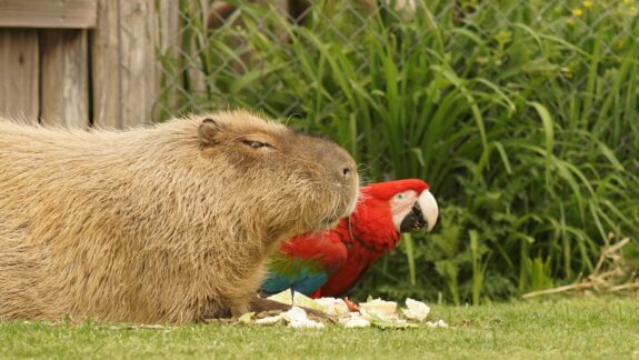Parrot World