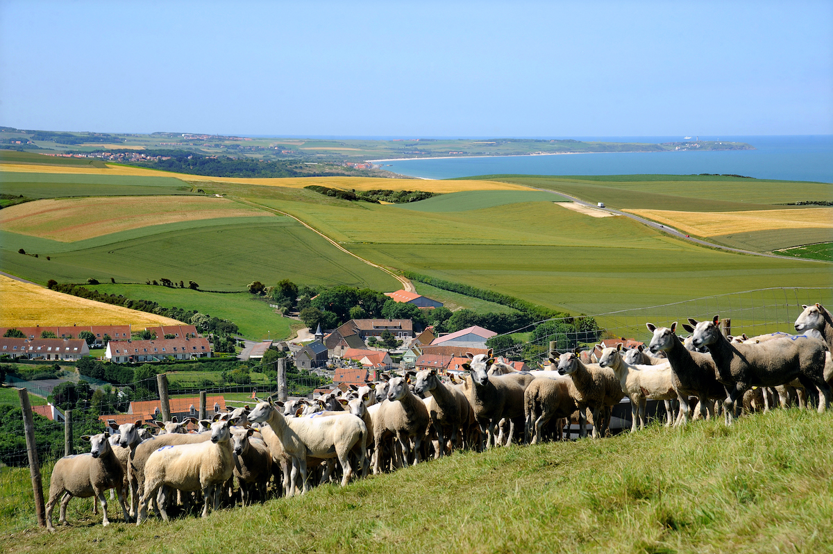 Opaalkust uitzicht schapen op de Deux Caps