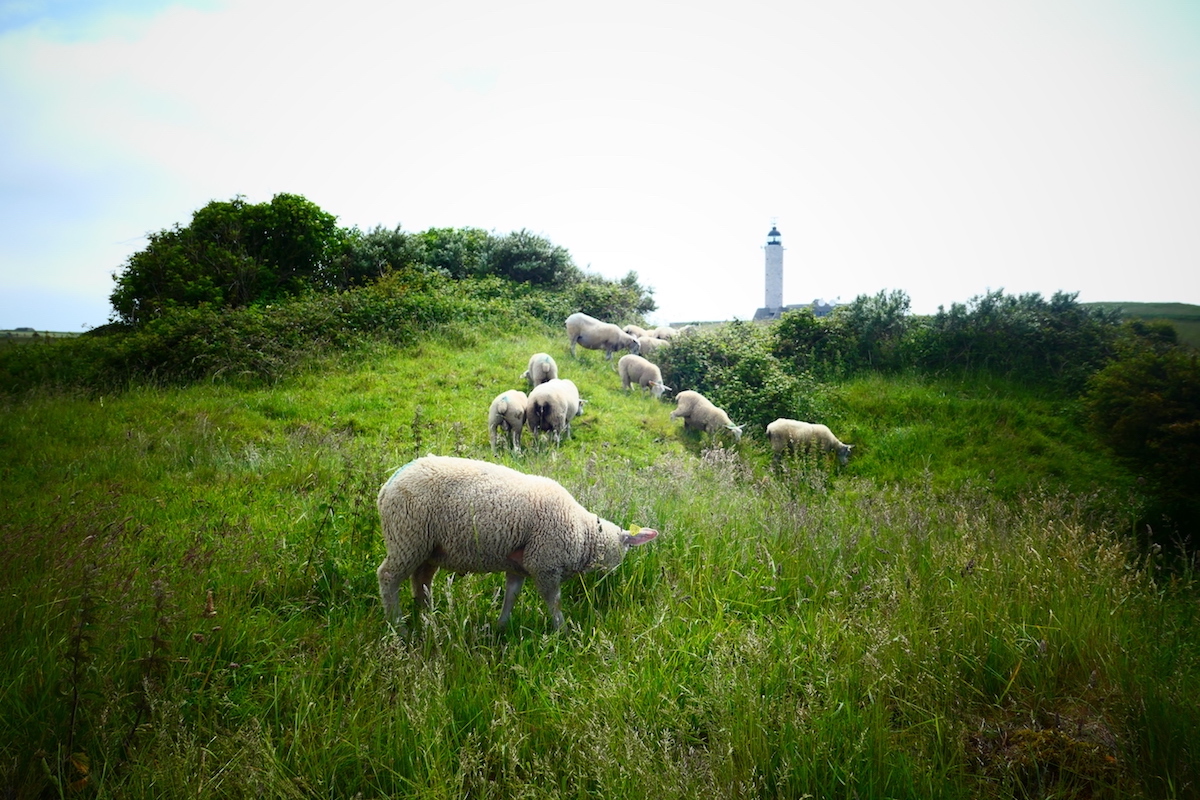 Opaalkust Deux Caps schapen