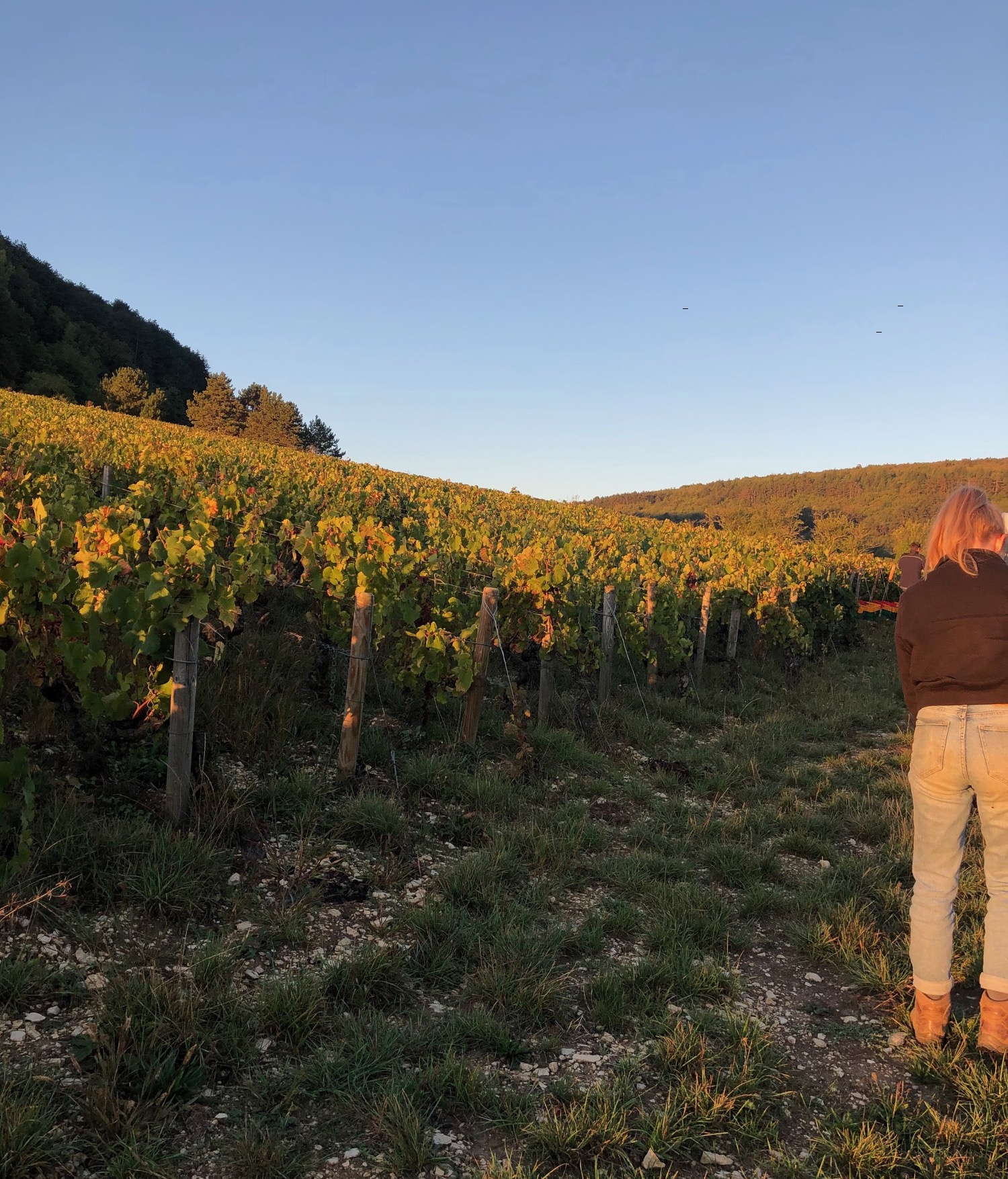 wijngaard Bourgogne