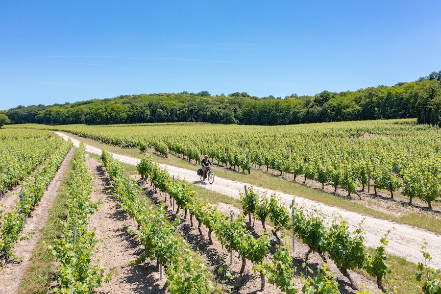 wijngaarden-van-Anjou-Saumur