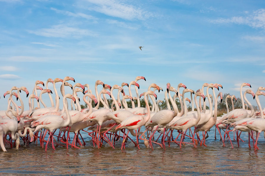 flamingo vogels