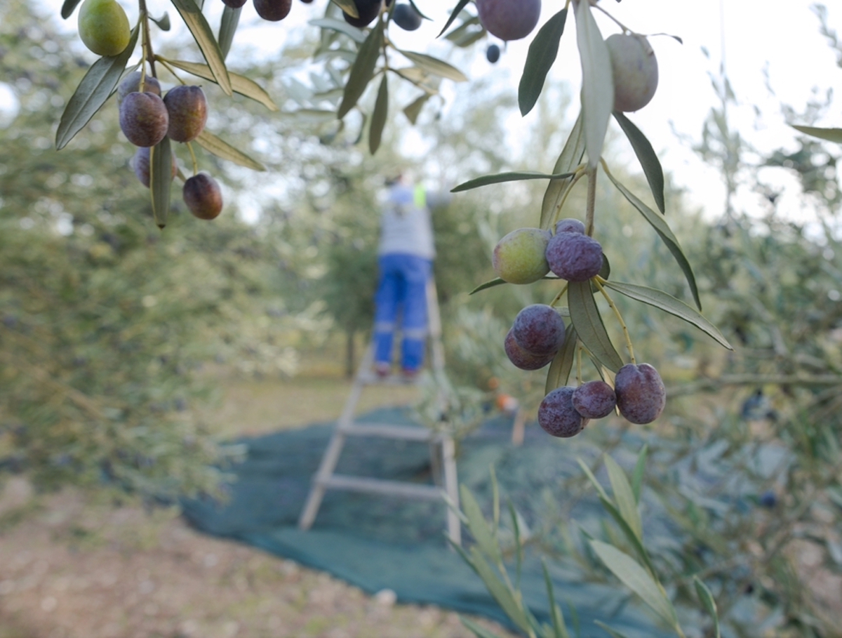 Provence olijfbomen winter
