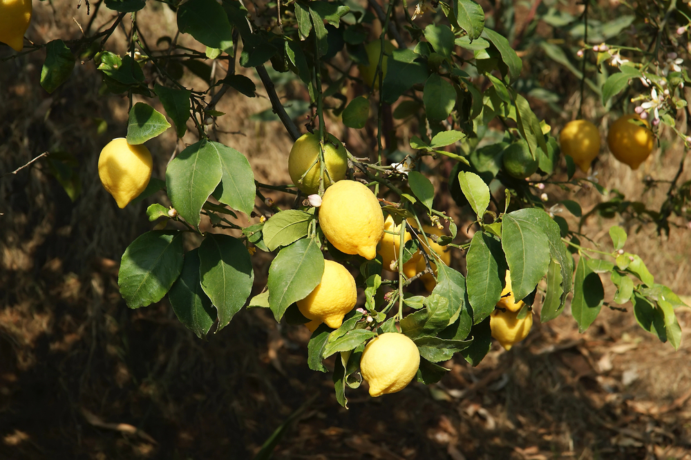 Menton citroenen