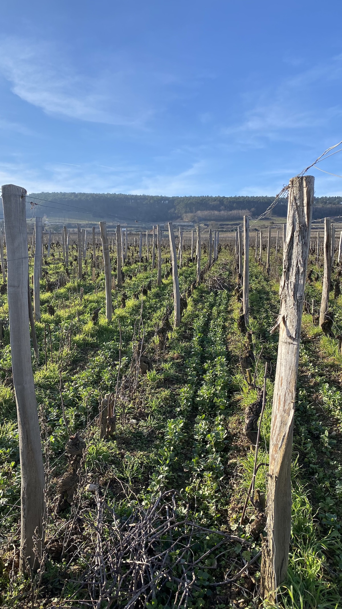 Jette column snoeien wijngaard Bourgogne