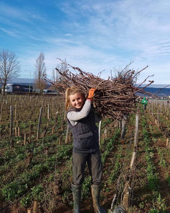 Jette column snoeien wijngaard Bourgogne