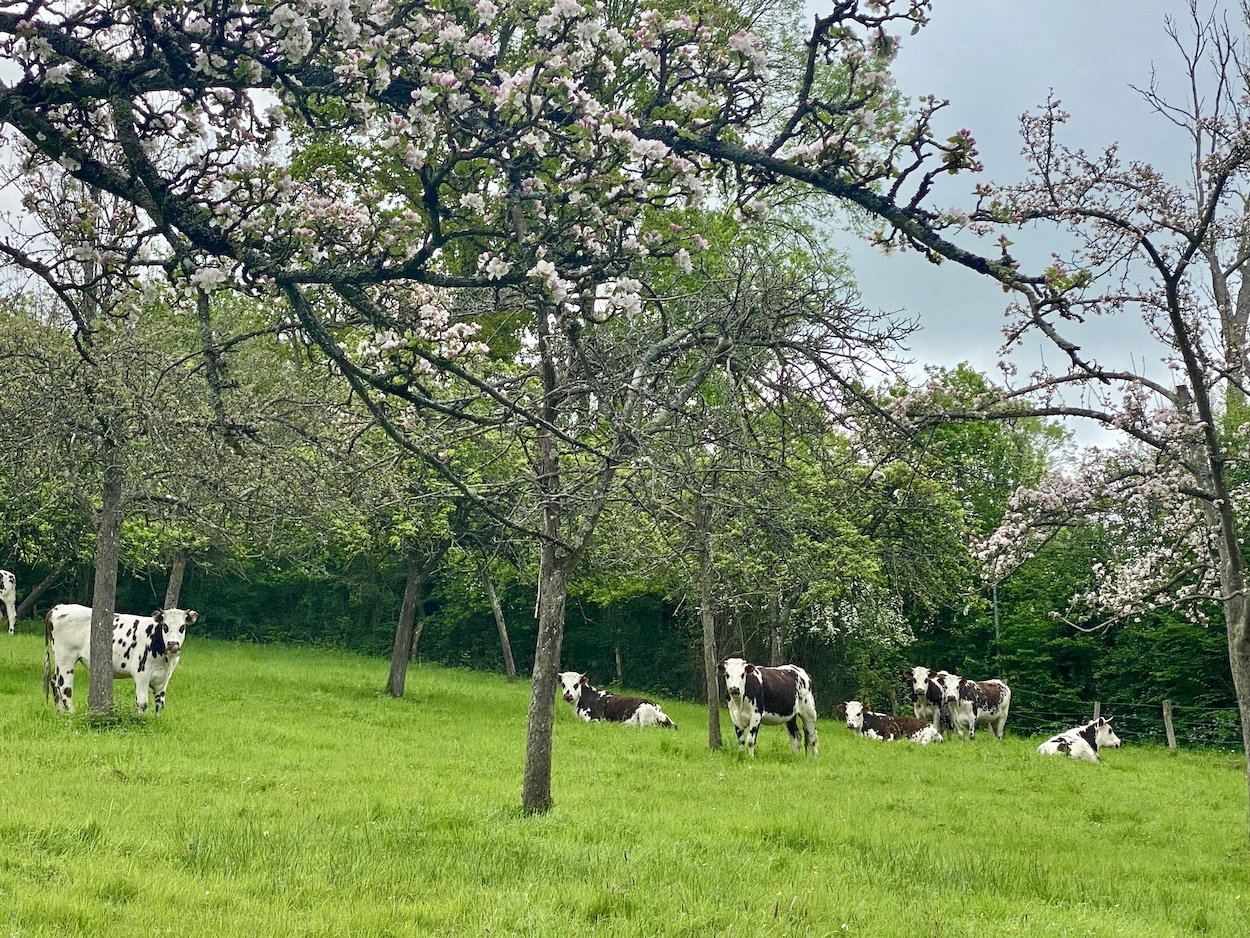 route-du-cidre-pays-d-auge