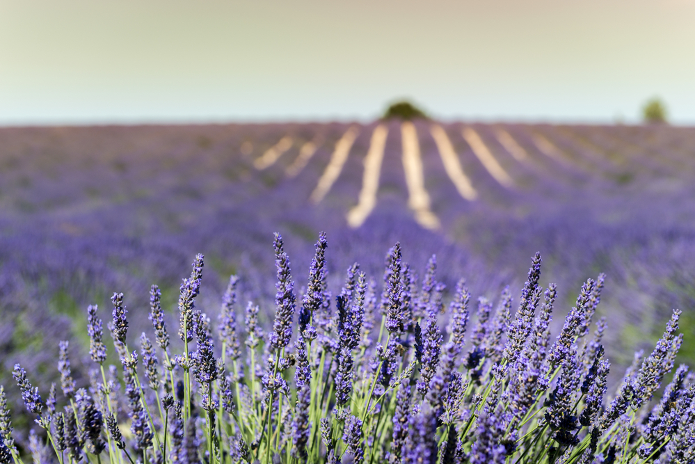 lavendelvelden Provence
