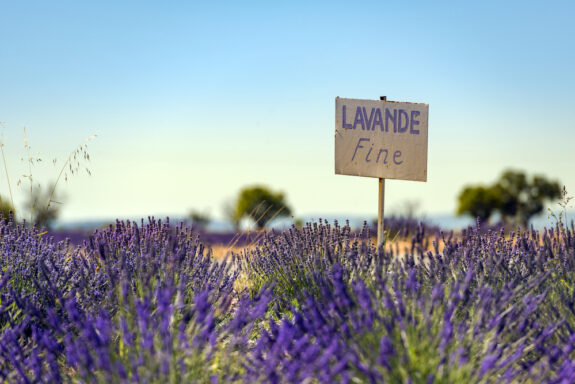 lavendelvelden in de buurt van Valensole