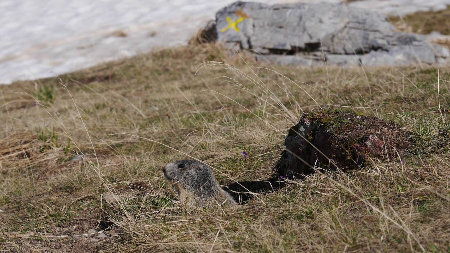 Bergmarmot Lac de Serre Poncon