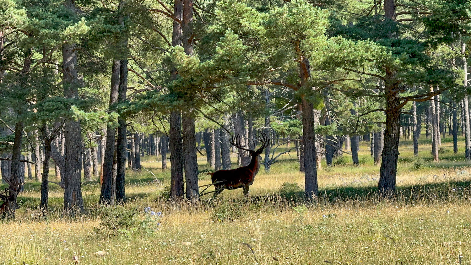 safari in de Provence natuurreservaat herten