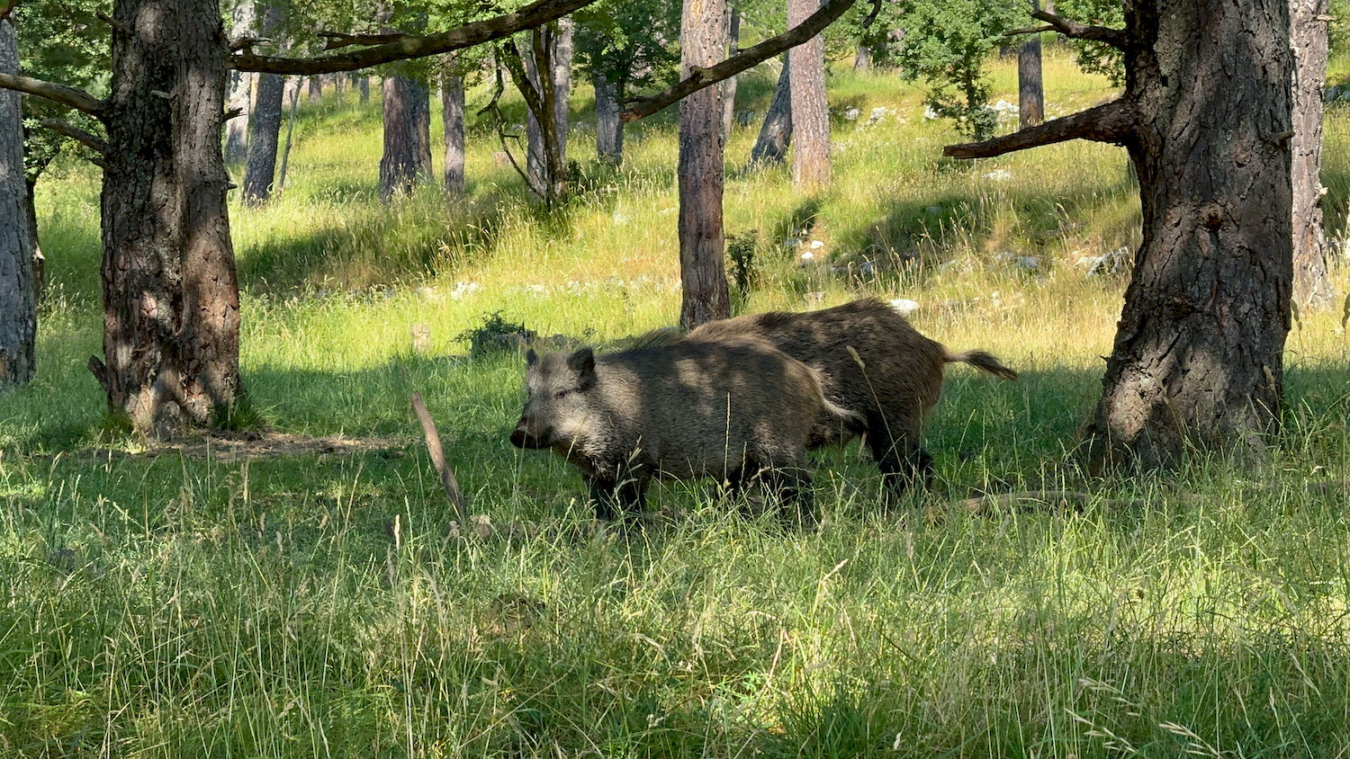 safari in de Provence natuurreservaat zwijnen