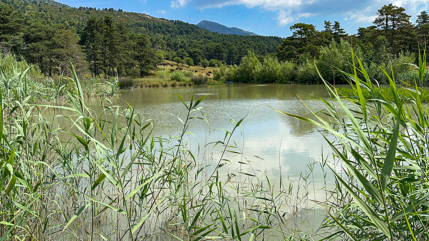 safari in de Provence natuurreservaat