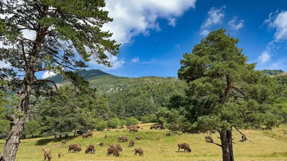 safari in de Provence natuurreservaat