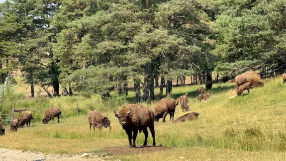 safari in de Provence natuurreservaat bizons